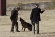 Sch 3 (SG) (V-Obedience) - High Plains Schutzhund