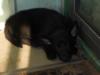 last black , female