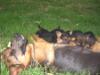 Pixel con cachorros "C"