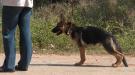 Kojack (Rocky)
