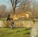 malinois puppies