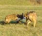 malinois puppies