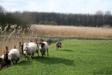Xara sheepherding 