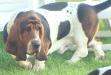 basset hound