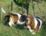 basset hound