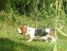 basset hound