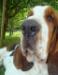 basset hound portrait