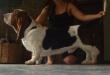 basset hound training