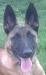 DeMeaux Malinois