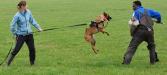 DeMeaux Malinois