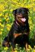 Deedee 2 years