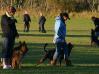 Obedience 1 year