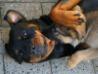 Deedee and my german shepherd puppy
