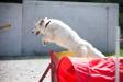 Agility