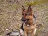 Apache 17 months
