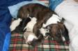 Baya with her pupps.