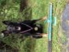 Nightmare 1st place in PSA2. High in protection and decoys favorite dog in trial. 