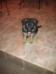 Tiny McCullum