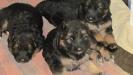 Tiny and her Sisters