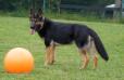 Myka