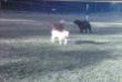Dog Park