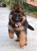 10 weeks old