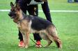 Sila Red Diamond vom Sapo Picture