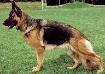 Irka von der Roten Matter Picture