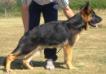 Laruser vom Batu Picture