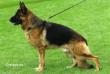 Timur aus Westsachsen Picture