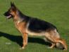 Hassenkam Ofelia Picture