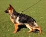 Cessy aus dem Burgenland Picture