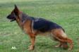 Elfi zum Turmacker Picture