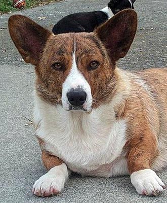 Rodwell SWEET DREAMS