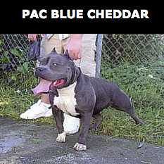 Pac Blue Cheddar