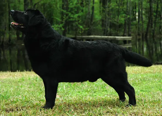 BISS CH Blackwing Santee