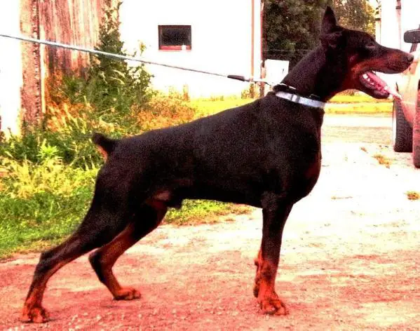 Dragon Heart of Dollywood