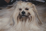 Shiawandi Genuina