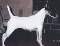 AM CH McGypsi's Ballet Dancer