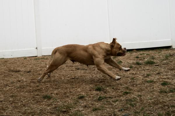 RNC MISS TALLULAH BELLE of Desert Bulldogs