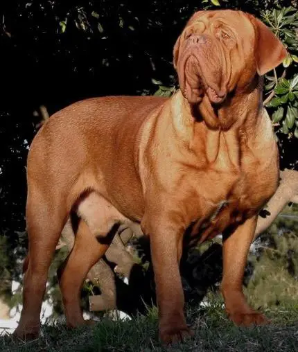 Tanakajd Szepe Dusky