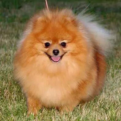 CR Tuff Country Girl