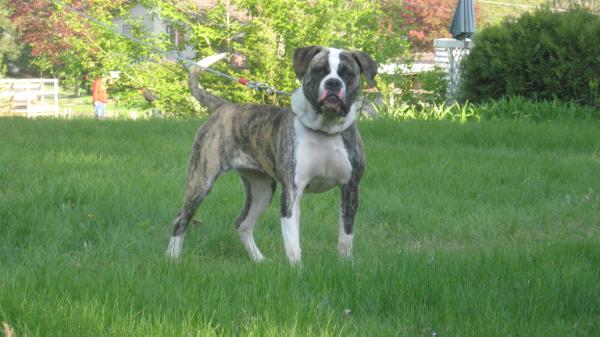 DPK'S Terra Mae Brown Of Temple Kennel