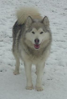 Antarctic'Explorer Xinnamonn