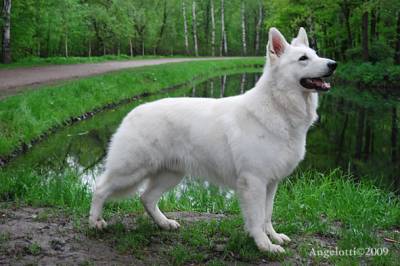 CH RKF, RUS Verniy Team iz Serebristoy Gavani