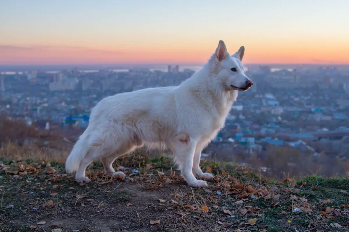 Big House Brabus Boy