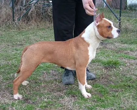 Panama Eagle Blend v.d.Ava-Forst