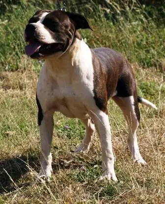 Red Rascal Betty Crocker