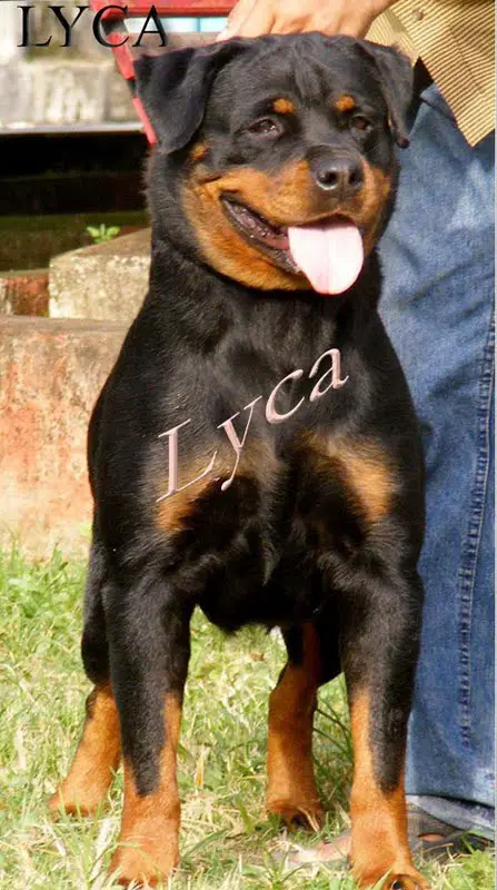 2 CC'S 1BOB 2RBOB'S Adonis Von Pardeep{LYCA}