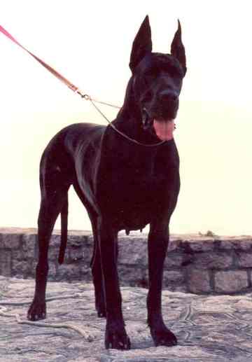 Cyddhartha De La Benjamine